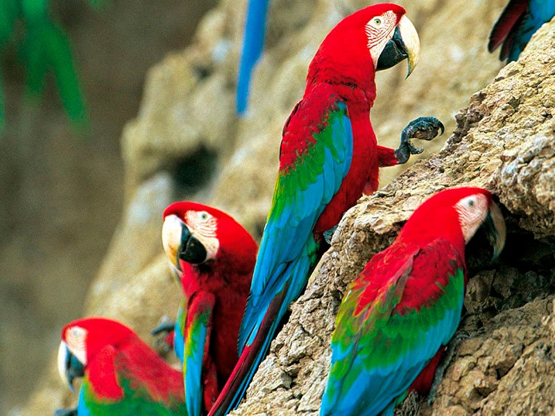 Eco Collpa Parrots 4 days