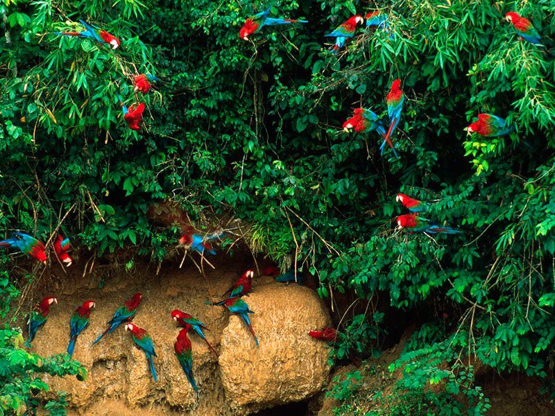 Green-winged macaw or Red-and-green macaw (Ara chloropterus); Manu Biosphere Reserve, Peru