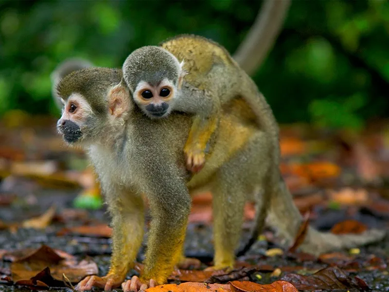 Ciudad Tambopata 08 1